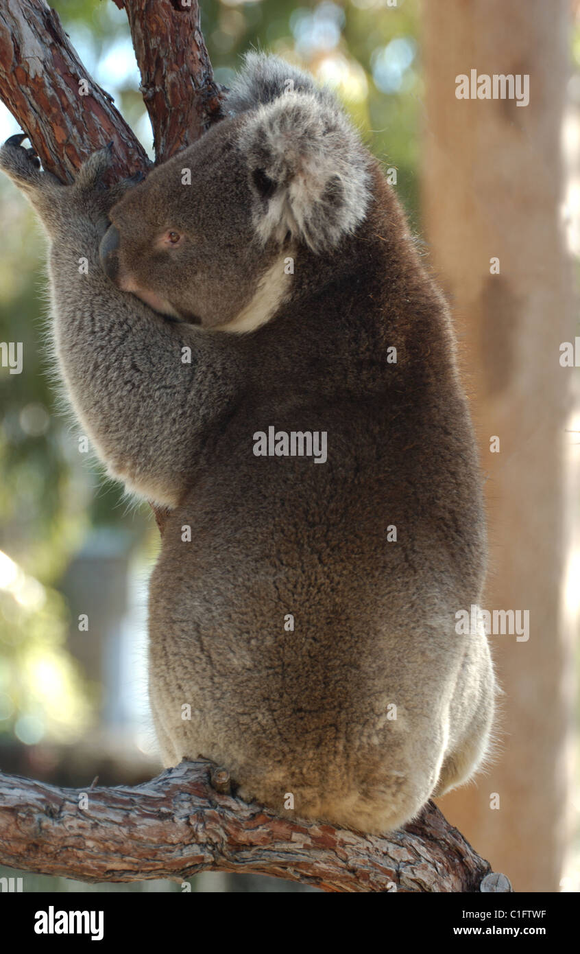 Koalas in tree hires stock photography and images Alamy