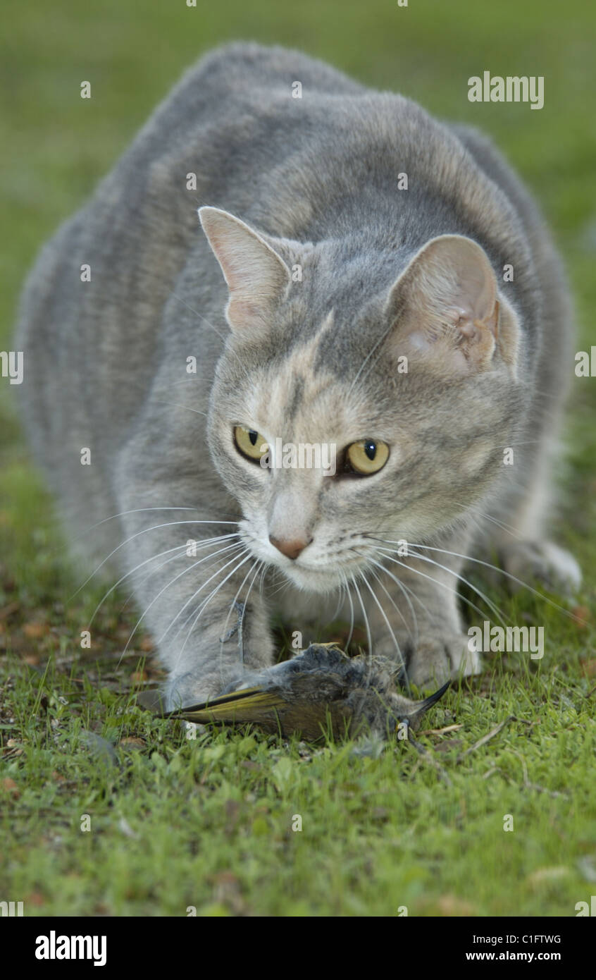 A domestic cat (Felis catus) with a New Holland Honeyeater (bird) which it has just killed. Stock Photo