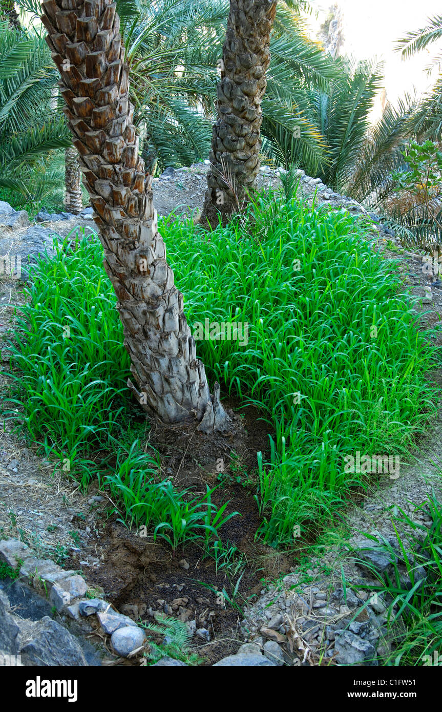 Micro plots for cereals under irrigated date palm trees, Misfah al-Ibriyeen, Sultanate of Oman Stock Photo