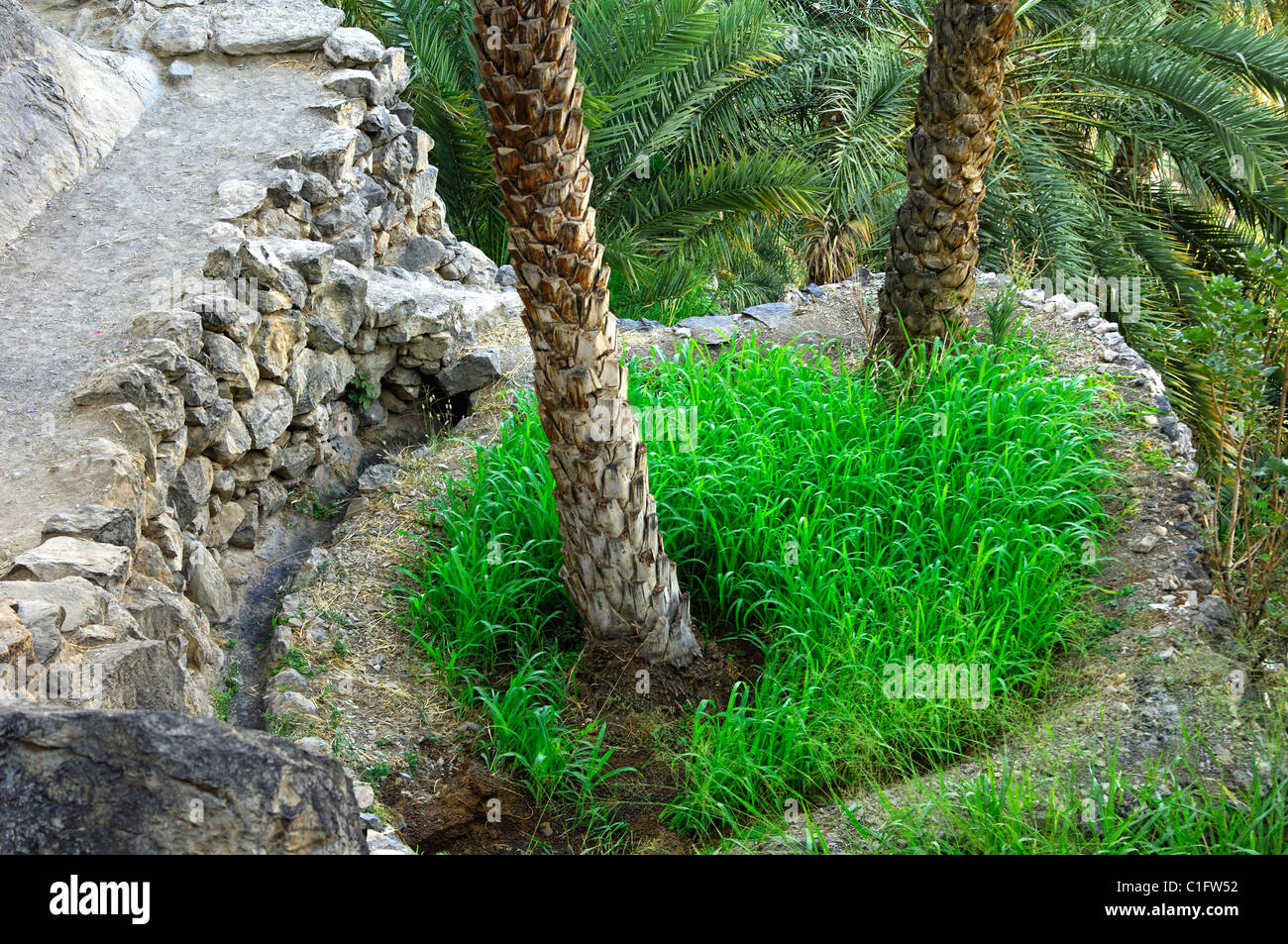 Micro plots for cereals under irrigated date palm trees, Misfah al-Ibriyeen, Sultanate of Oman Stock Photo