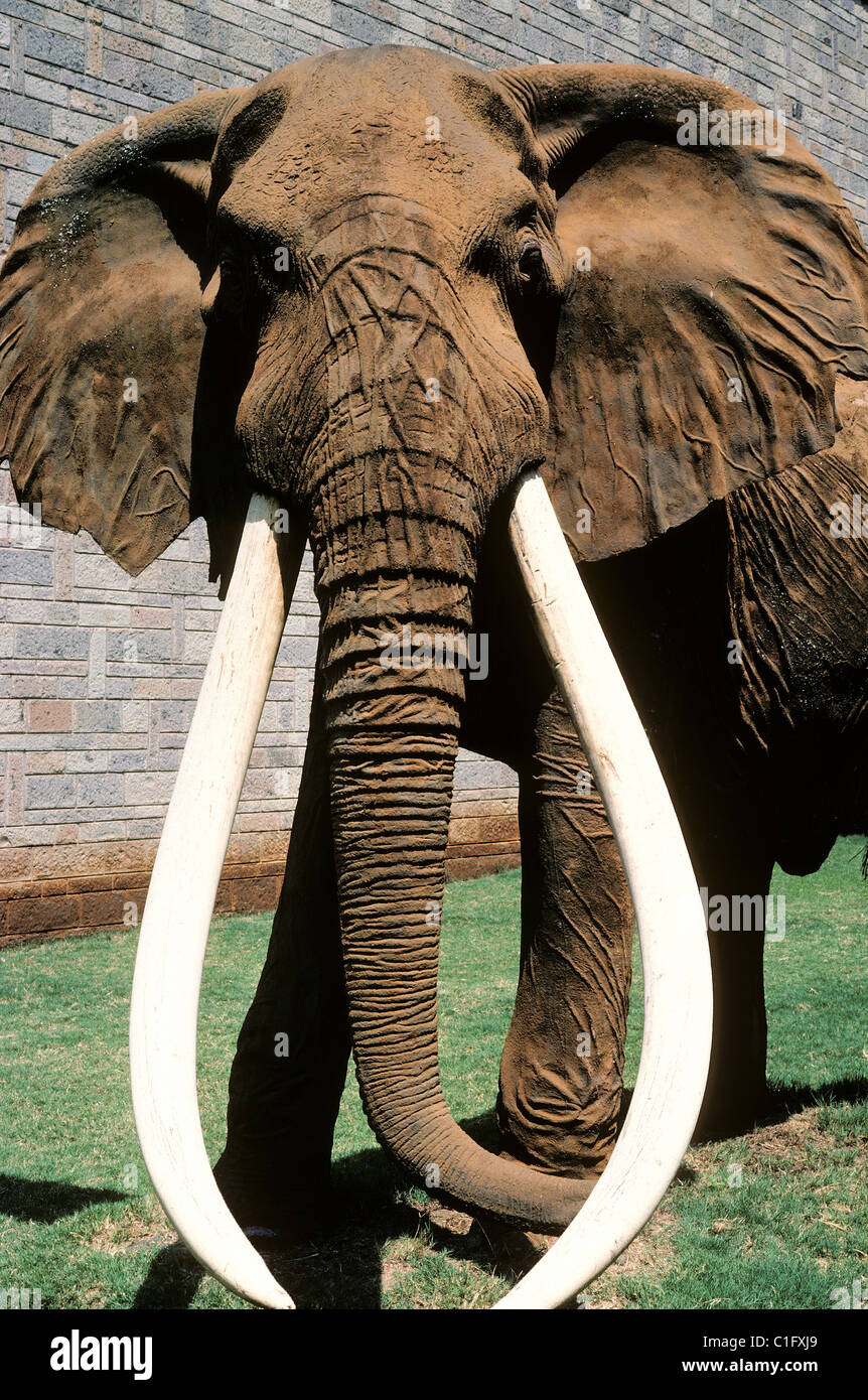 Kenya, Nairobi, National Museum, fossilized elephant Stock Photo