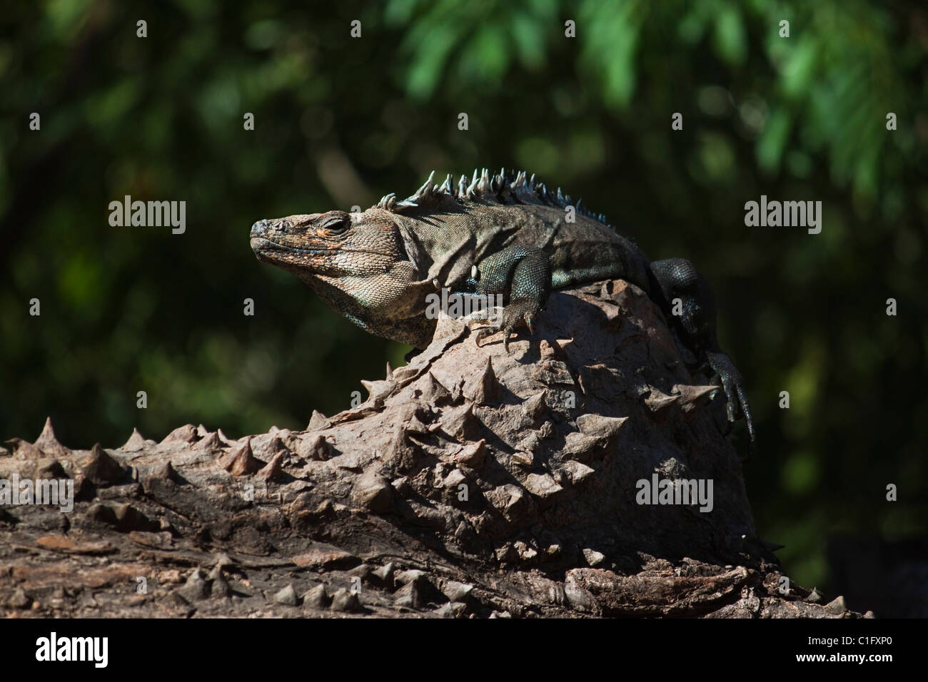 Black Ctenosaur (Iguana Negra) a lizard endemic to Central America, on