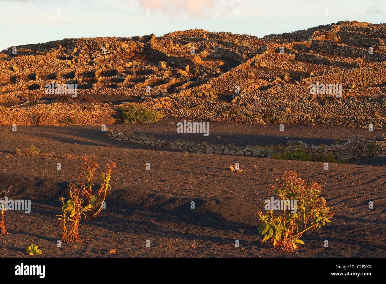 Lava rock enclosures protecting crops from wind in the Montanas del Fuego  nr Timanfaya Nat Pk, Yaiza, Lanzarote, Canary Islands Stock Photo