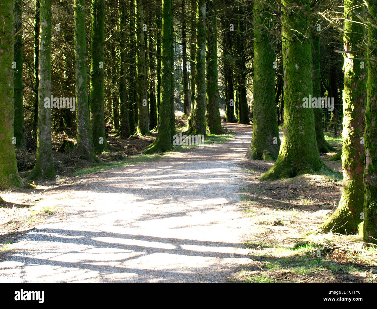 Track through the trees, UK Stock Photo - Alamy