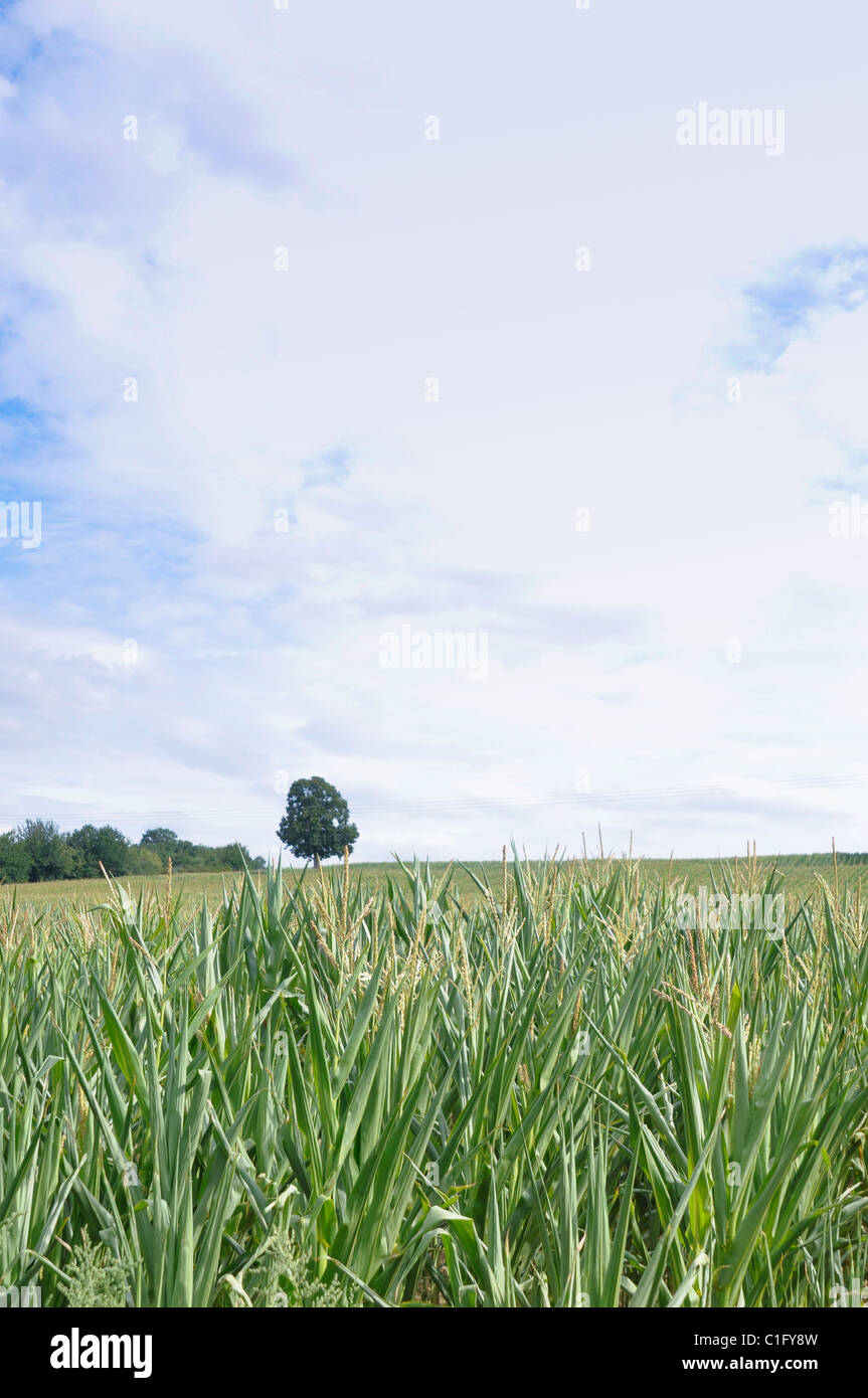 Corn field with single tree against sky and clouds Stock Photo - Alamy