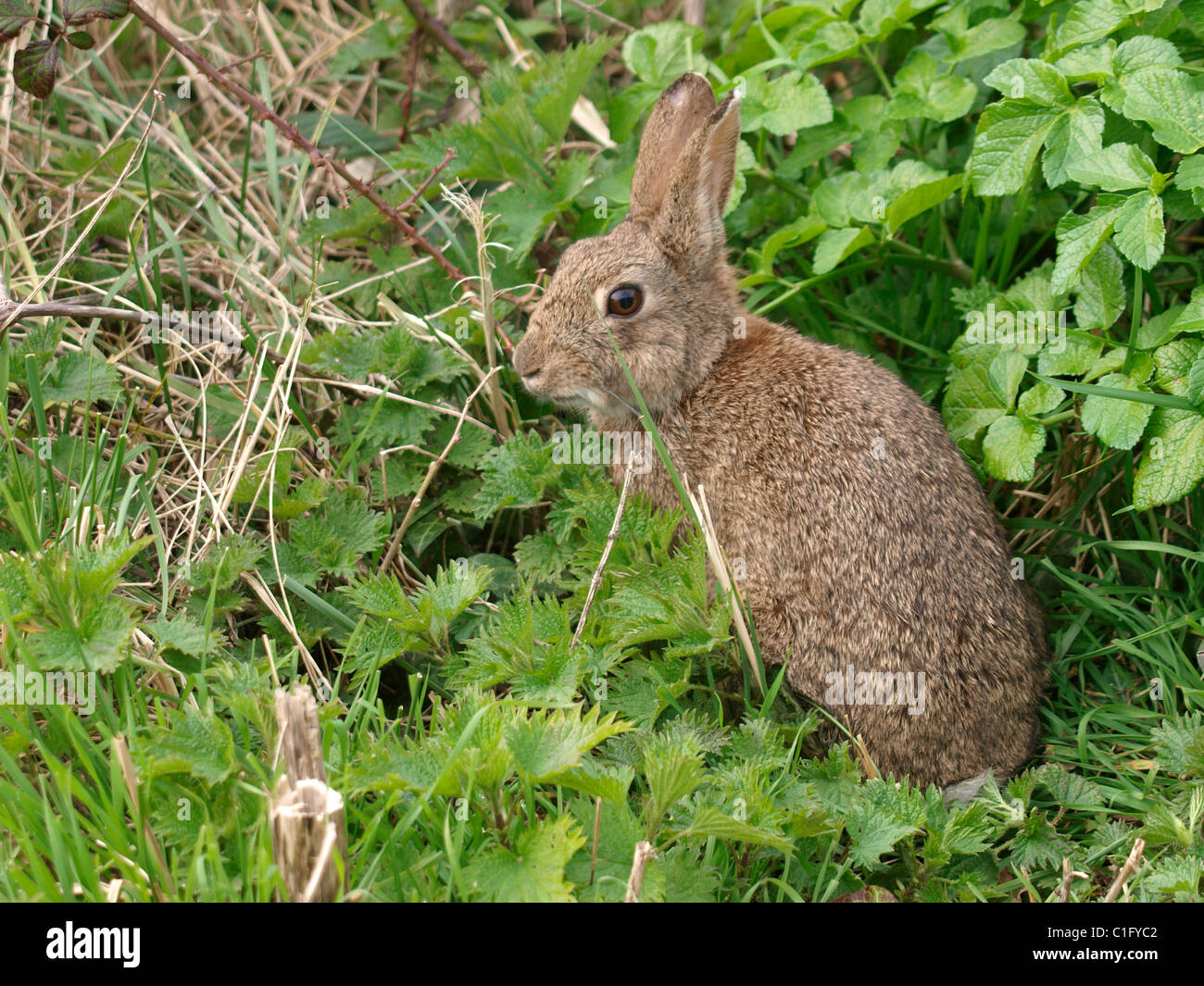 Wild rabbit, Cornwall, UK Stock Photo Alamy