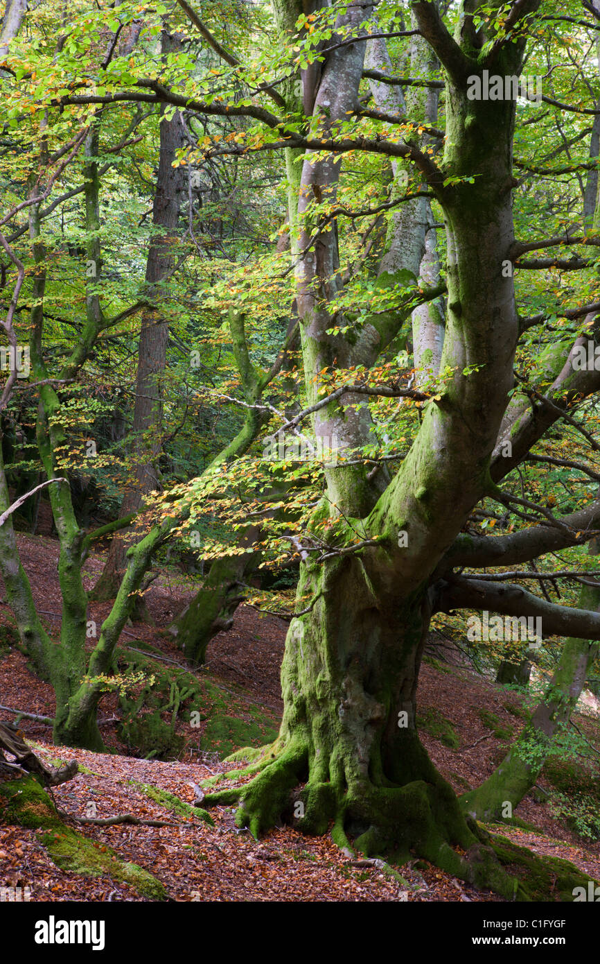 Ancient Beech tree in deciduous woodland near Callander, Loch Lomond and The Trossachs National Park, Stirling, Scotland. Stock Photo