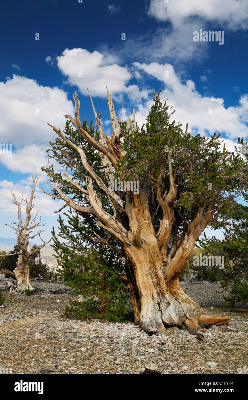bristlecone pine tree Stock Photo