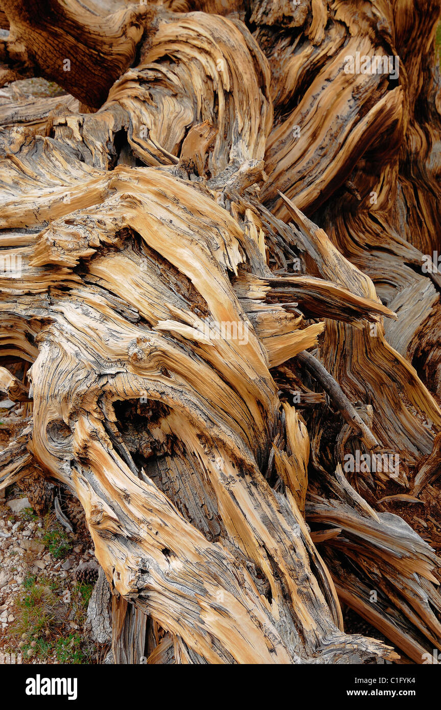 bristlecone pine tree Stock Photo