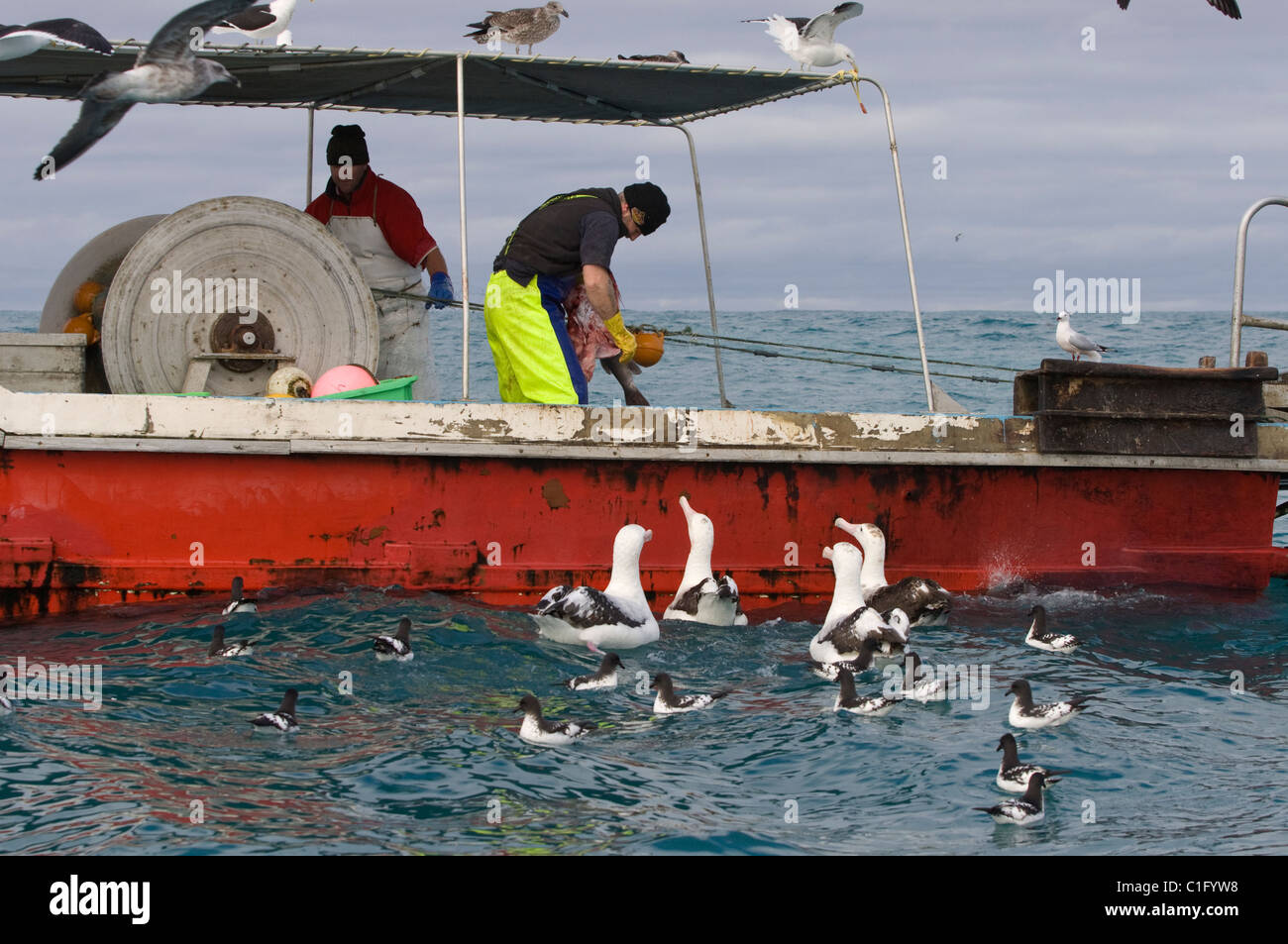 Gibson's wandering albatross (Diomedea gibsoni) and commercial fishing