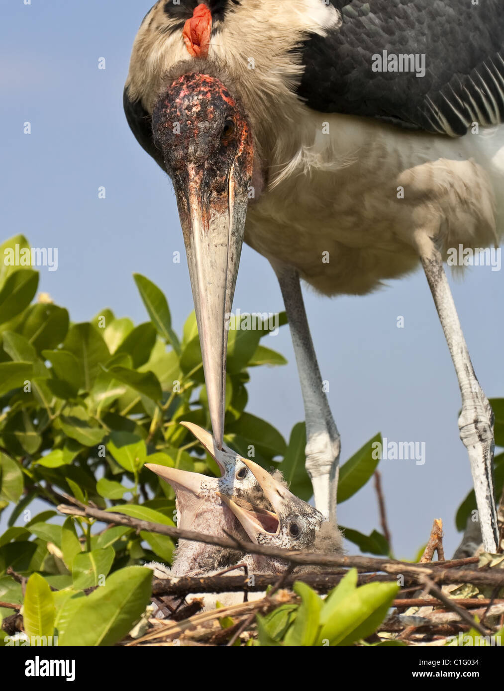 Marabou stork (Leptoptilos crumenifer) parent looking after it's chicks in the nest in Okavango Delta, Botswana, Africa. Stock Photo
