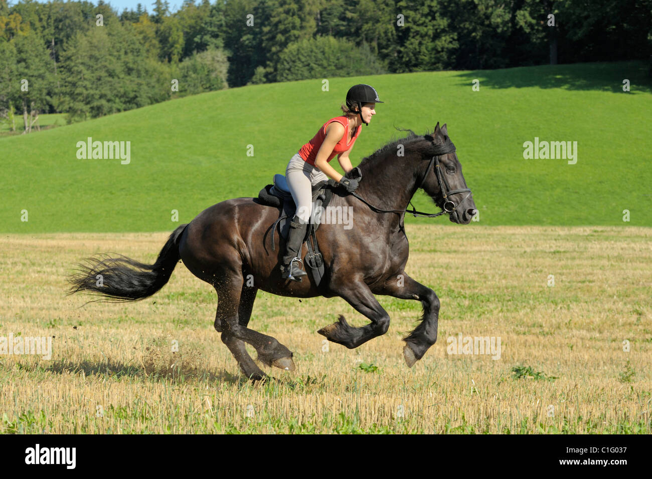 Young rider on a Friesian horse galloping in a stubble field Stock