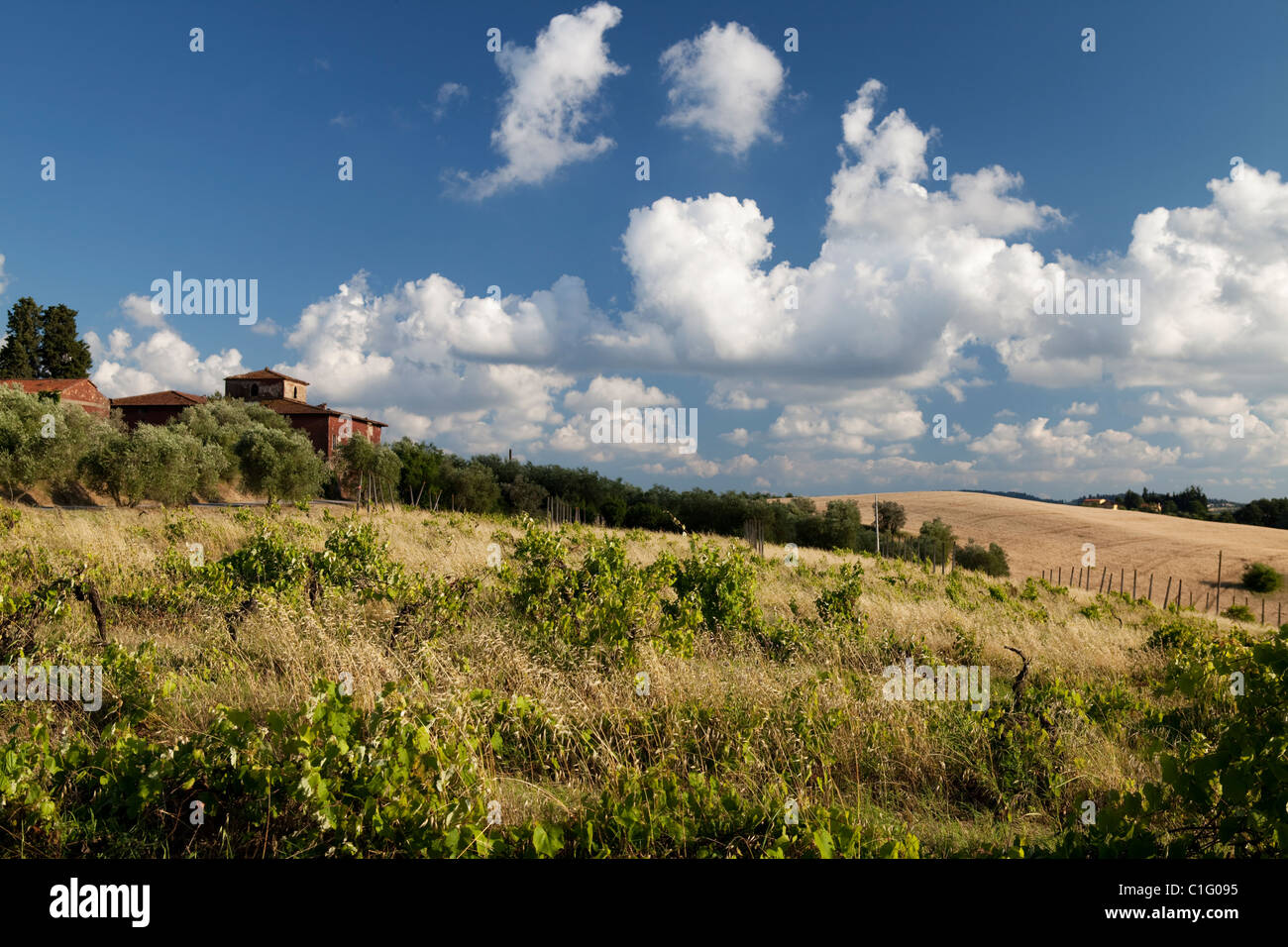 Chianti Hills near Florence during the month of June. Tuscany, Italy Stock Photo
