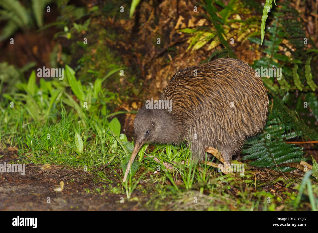 South Island brown kiwi (Apteryx australis), Stewart Island, New Zealand. Stock Photo