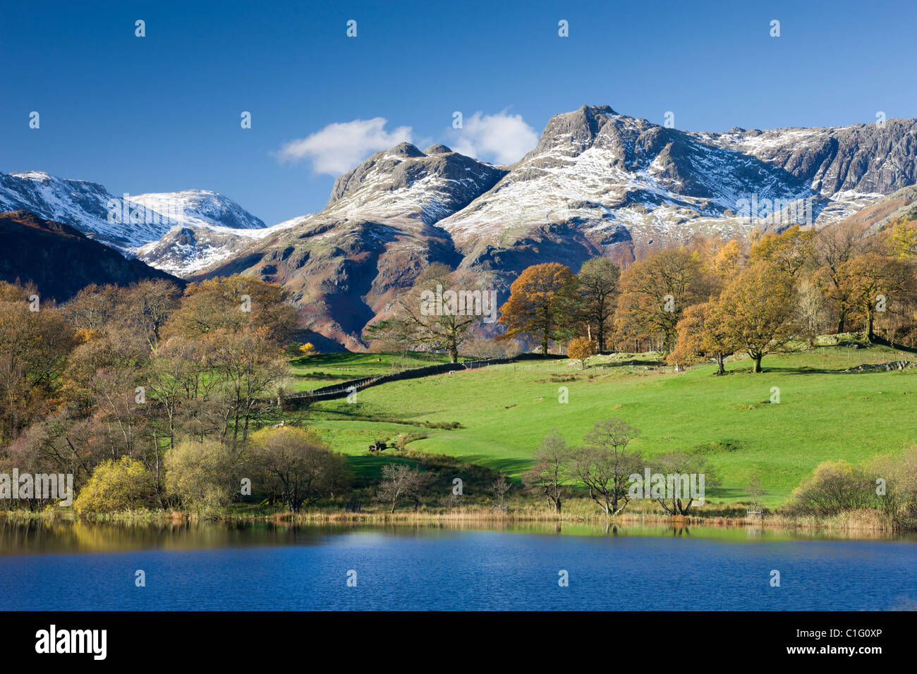 Autumn colours beside Loughrigg Tarn with views to the snow dusted mountains of the Langdale Pikes, Lake District National Park Stock Photo