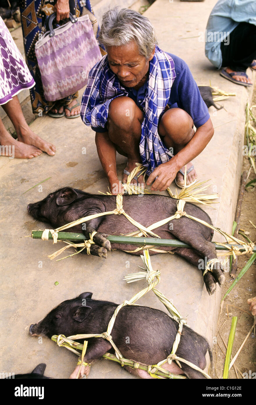 Indonesia, Sulawesi, Toraja country, market day Stock Photo