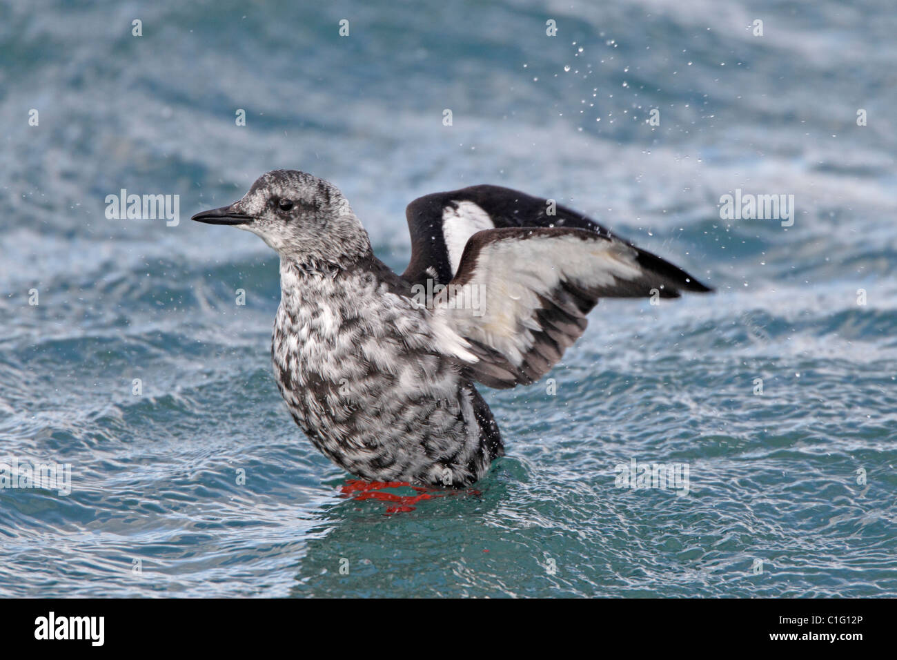 Juvenile black guillemot flapping its wings in the sea in Iceland Stock ...