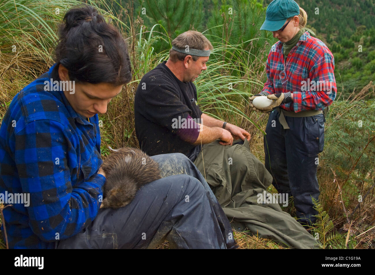 Kiwi plantation new zealand hi-res stock photography and images - Alamy