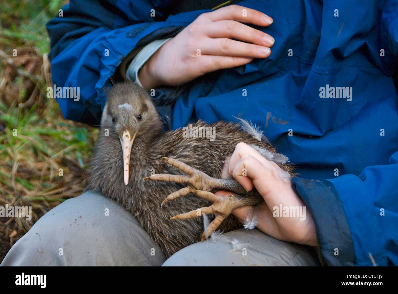 Kiwi plantation new zealand hi-res stock photography and images - Alamy