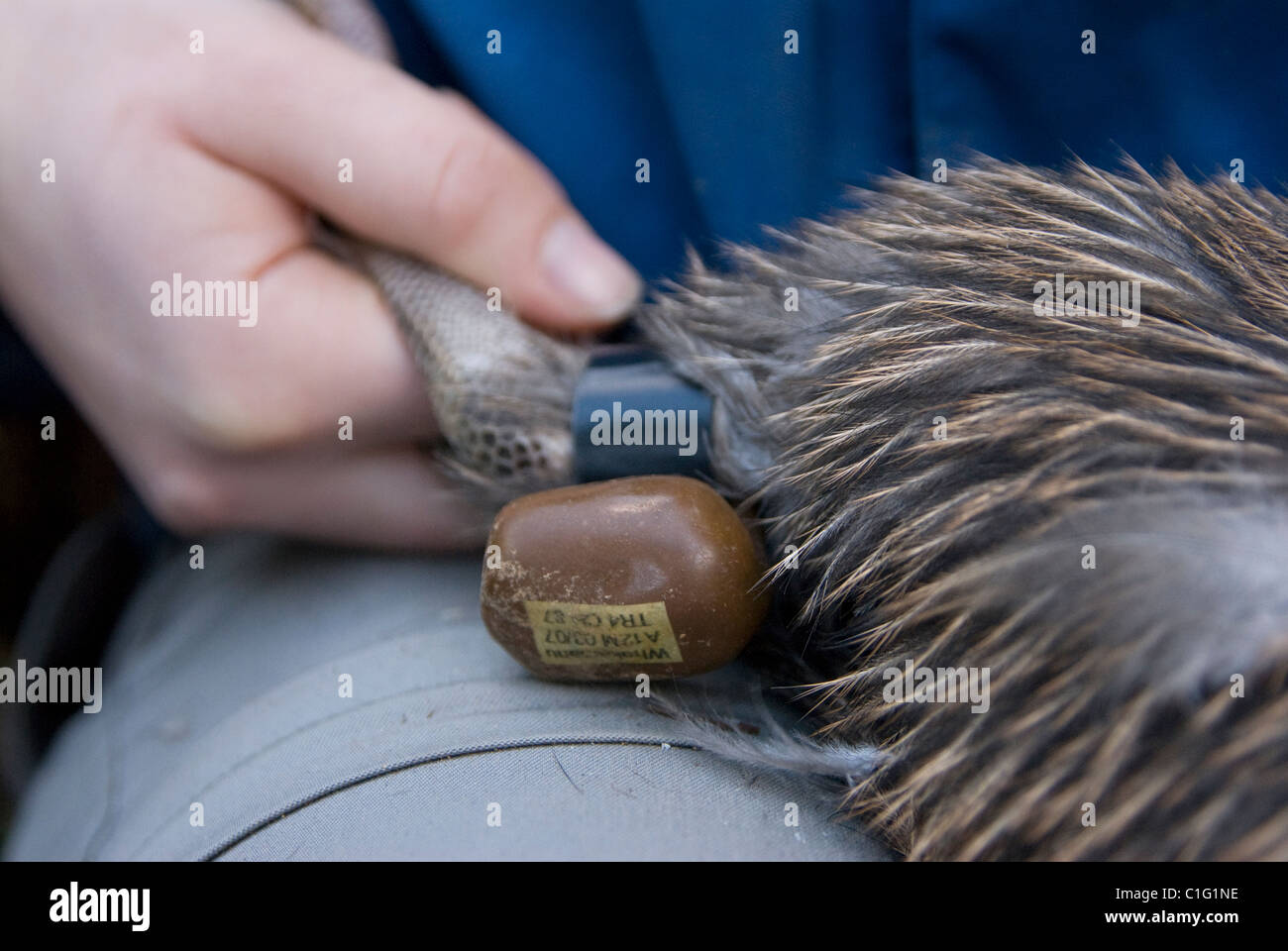 Brown kiwi conservation, North Island, New Zealand. Radio transmitter Stock  Photo - Alamy