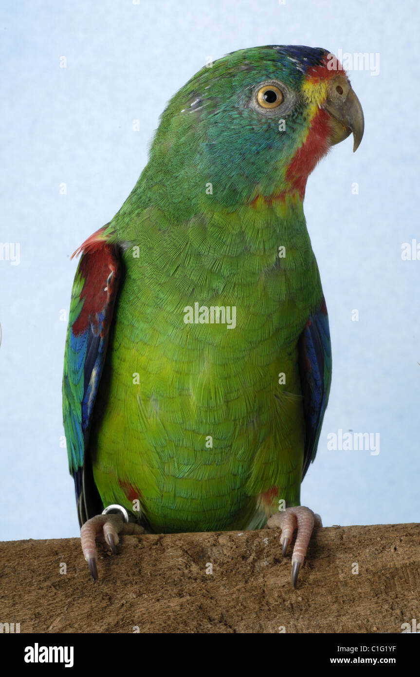 Swift Parrot Stock Photo