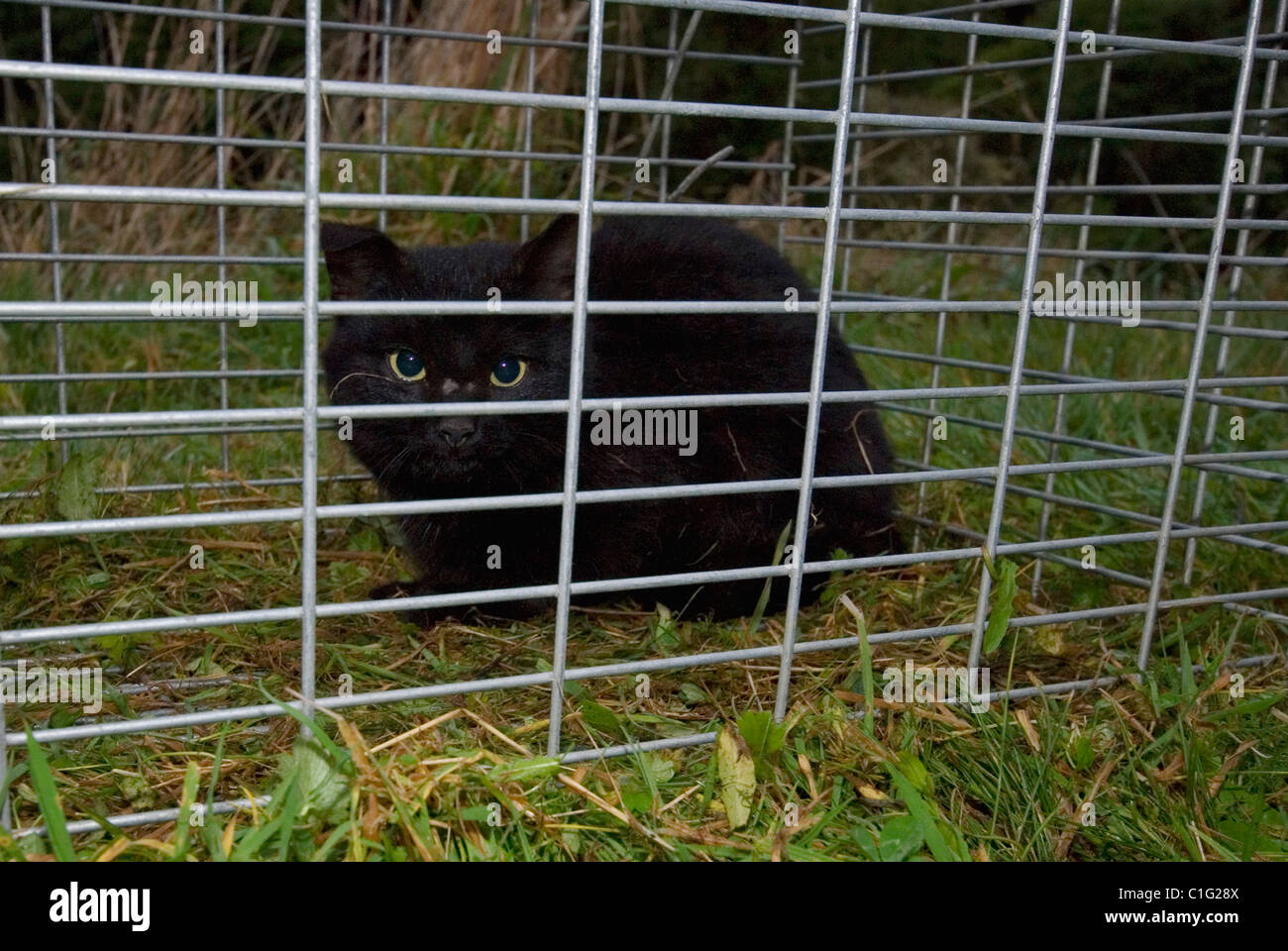 Humane Animal Trap Stock Photo - Download Image Now - Domestic Cat