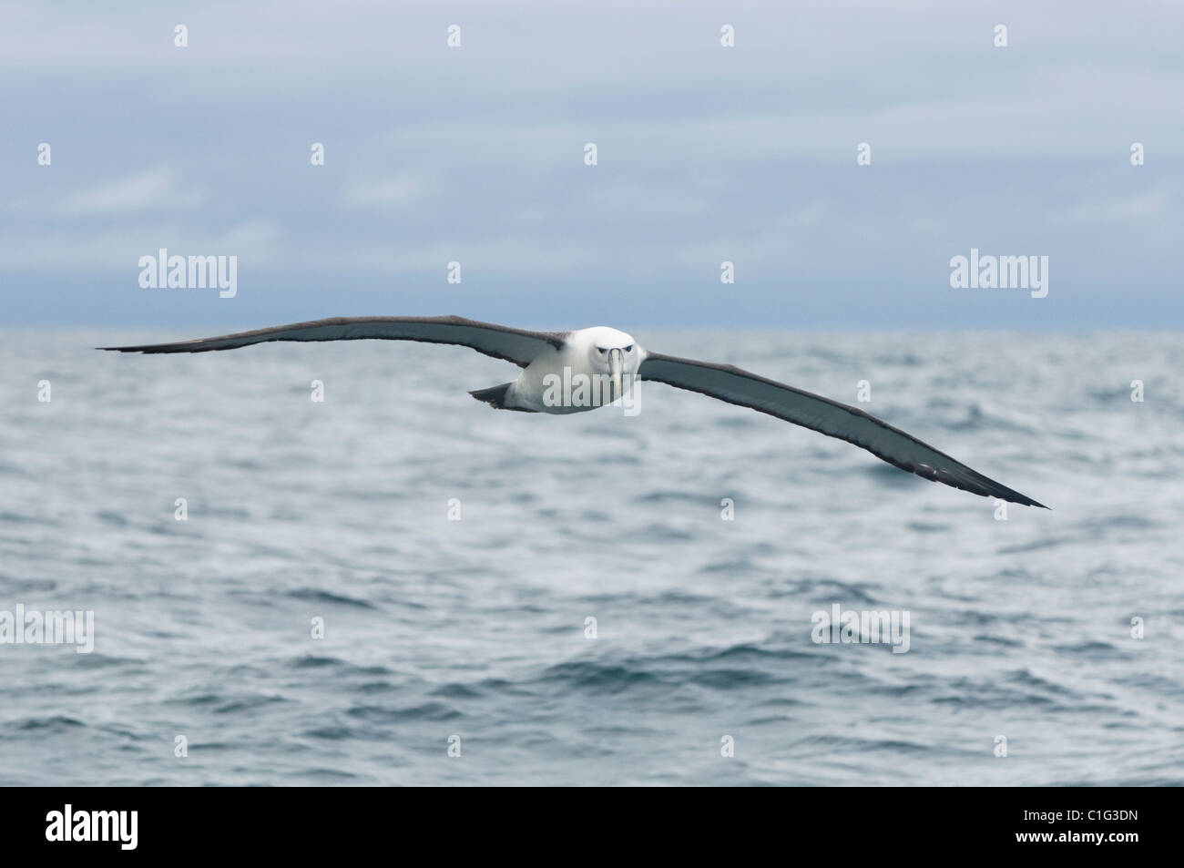 White capped albatross hi-res stock photography and images - Alamy