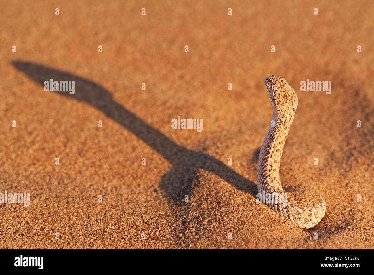 The Sidewinder Adder (Bitis peringueyi) is a venomous viper species in the Namib desert Stock Photo