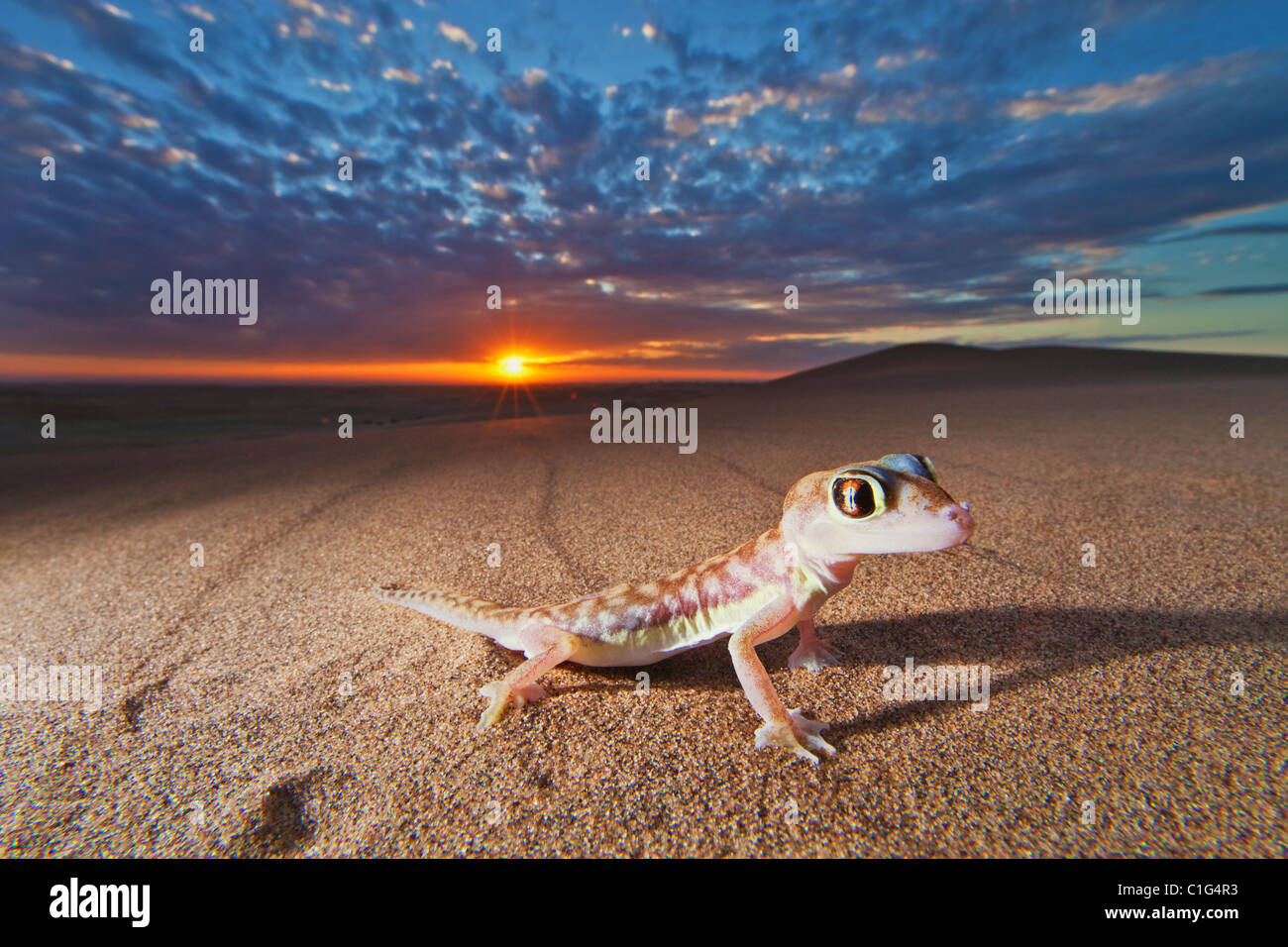 Web-footed Gecko (Palmatogecko rangei) found in the coastal Namib Desert Namibia Stock Photo