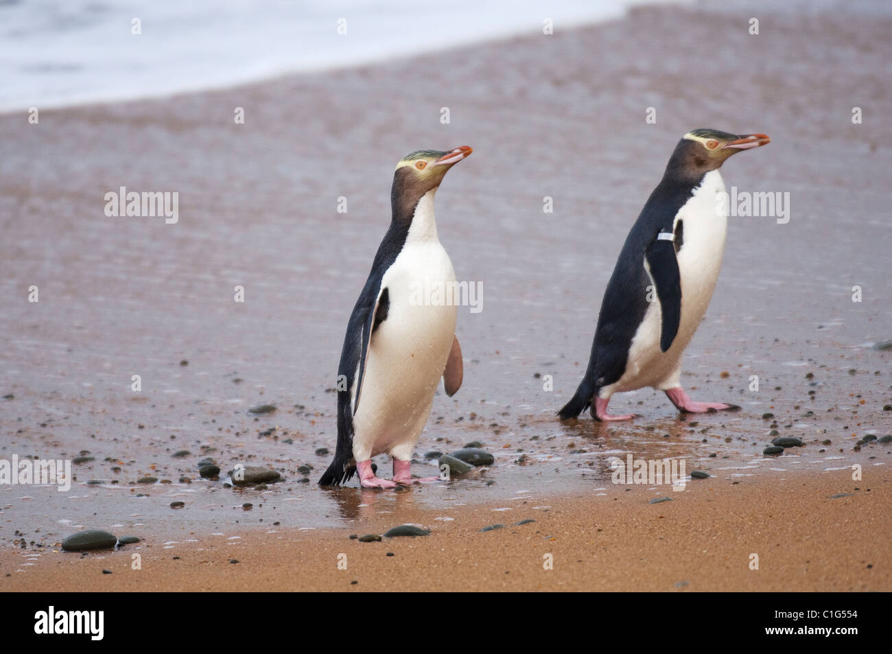 Yellow eyed penguin hi-res stock photography and images - Alamy