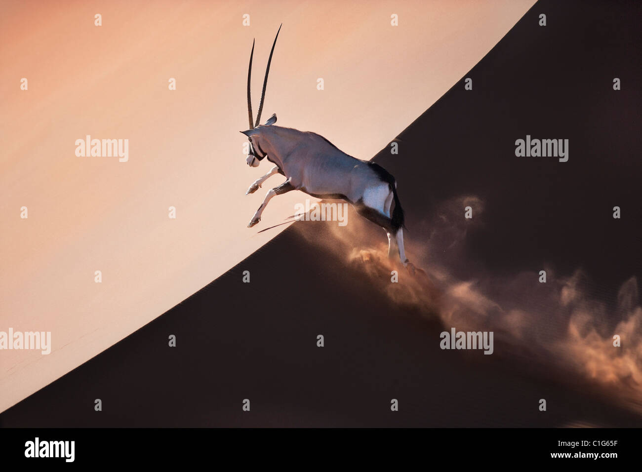 Gemsbok (Oryx gazella) In typical desert habitat Namibian desert sand dunes Stock Photo