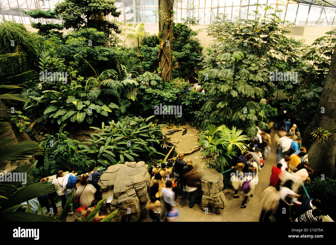 Canada, Quebec, Montreal, the Biodome, the tropical forest Stock Photo