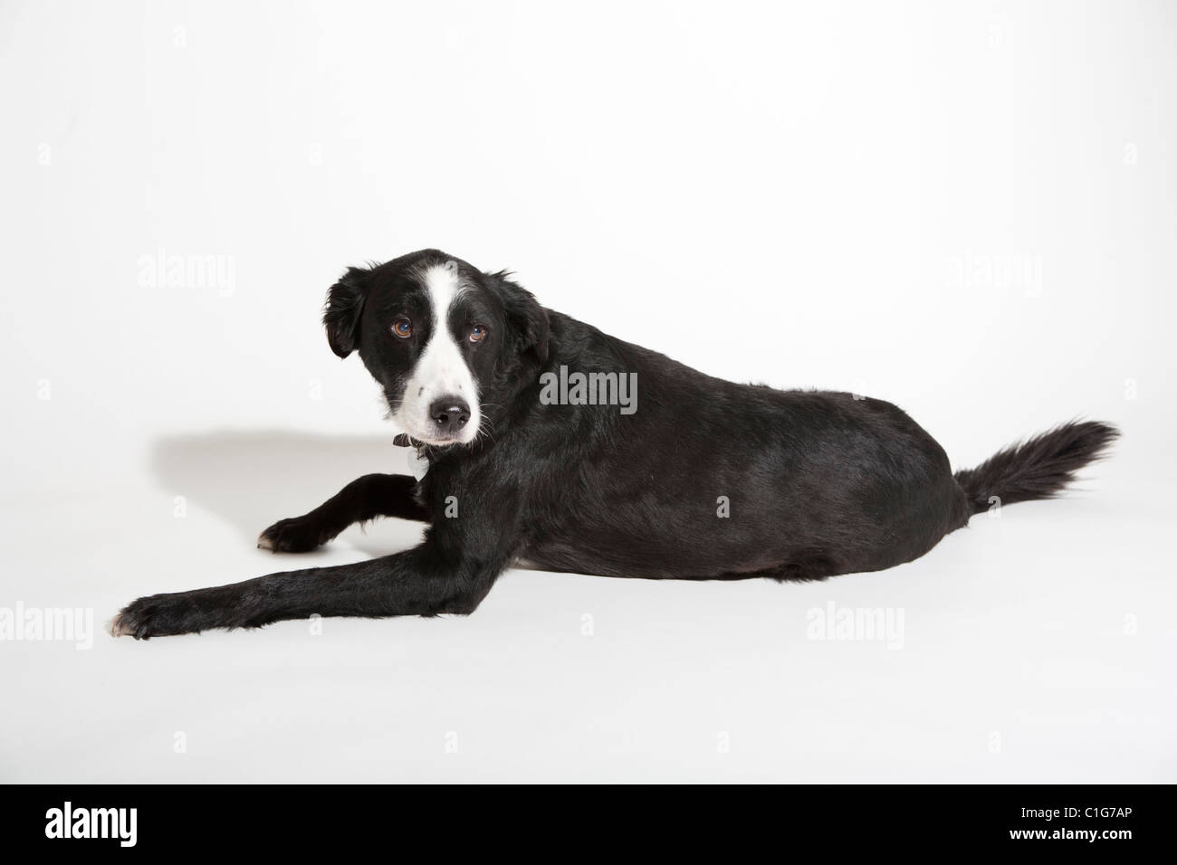 Portrait of mixed breed dog of Border Collie and Welsh Springer Spaniel