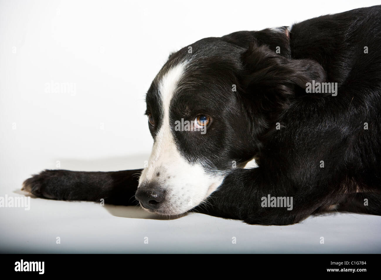 Portrait Of Mixed Breed Dog Of Border Collie And Welsh Springer Spaniel On White Stock Photo Alamy
