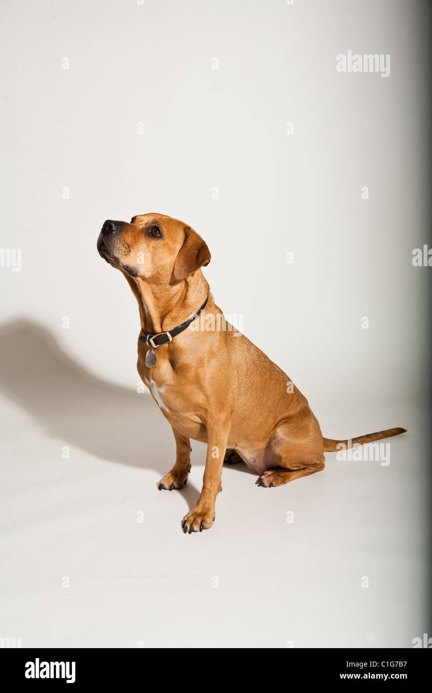 Portrait of mixed breed dog of Pit Bull and Boxer on white. Stock Photo