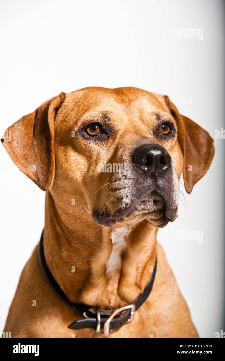 Portrait of mixed breed dog of Pit Bull and Boxer on white. Stock Photo