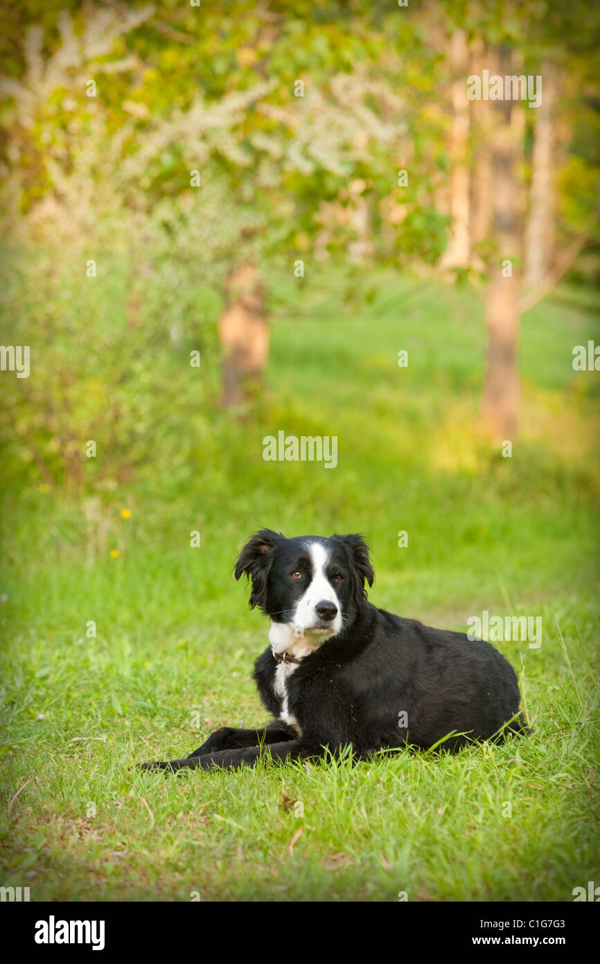 A mixed breed dogs posing on the grass Stock Photo - Alamy