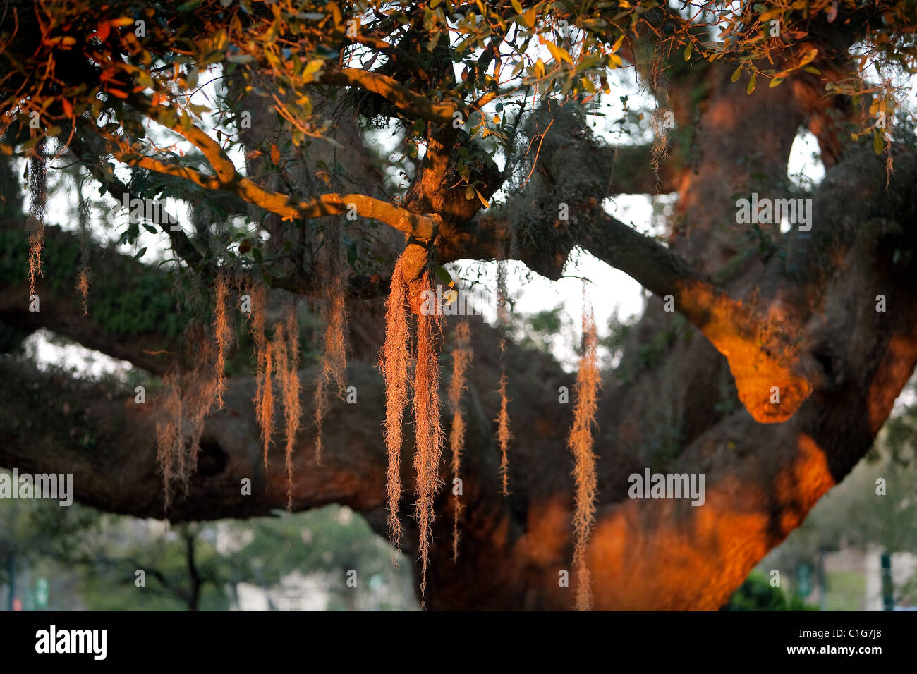 Liveoak tree with hanging Spanish Moss in park near Charleston, SC, USA Stock Photo