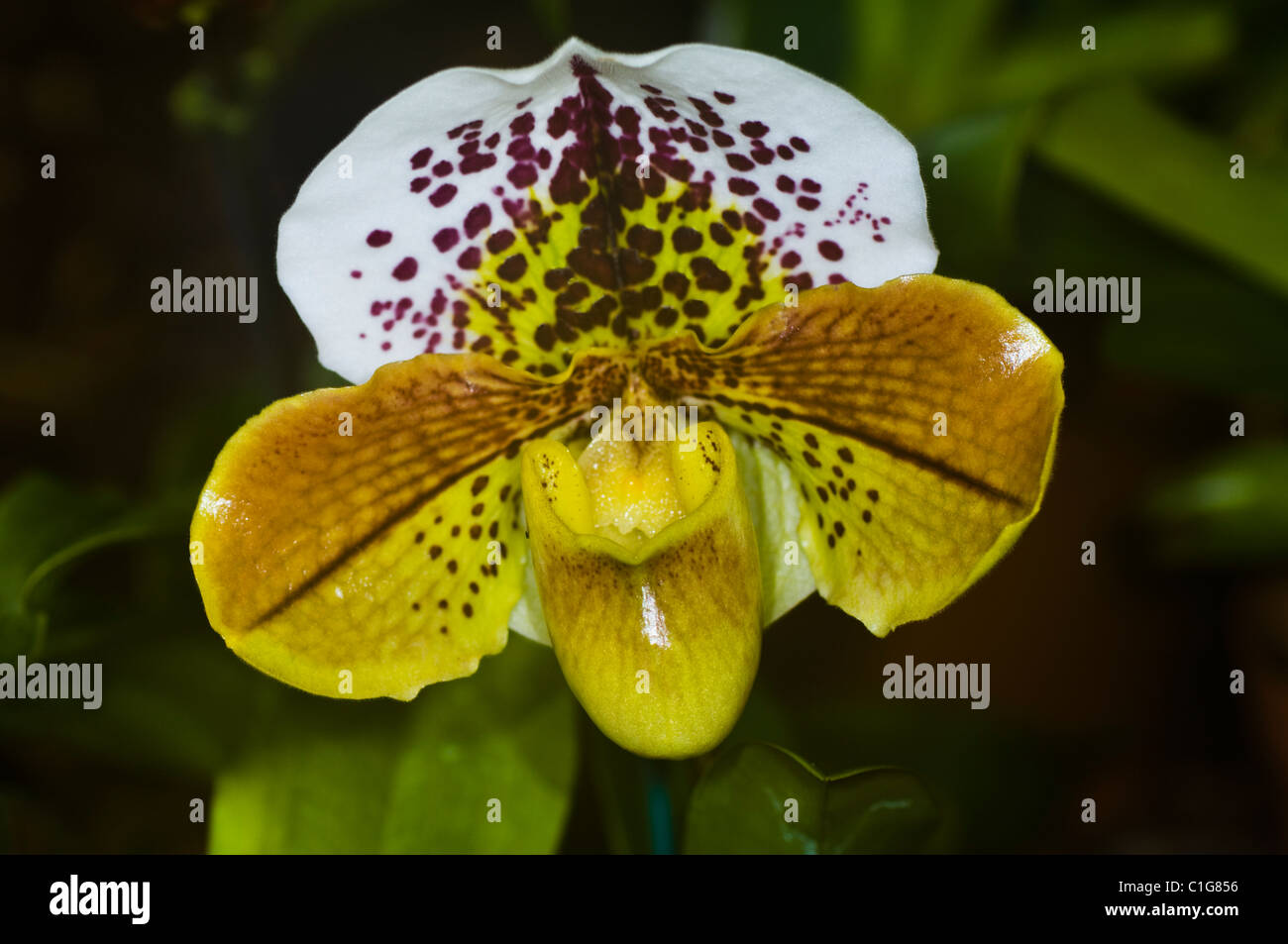 Paphiopedilum Orchid Stock Photo