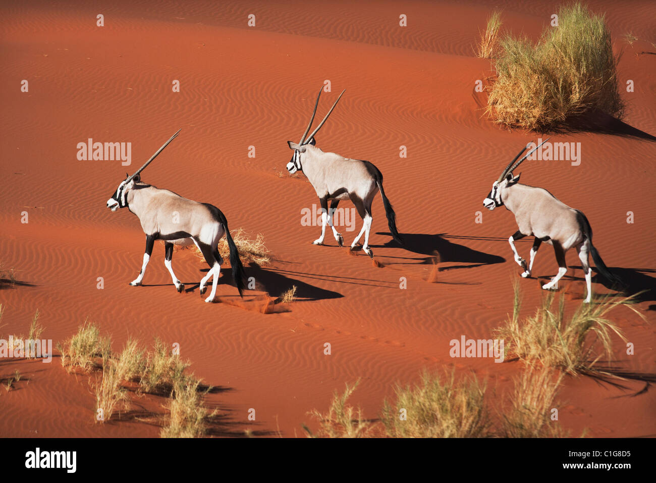Gemsbok (Oryx gazella) In typical desert habitat Namibian desert sand dunes Stock Photo