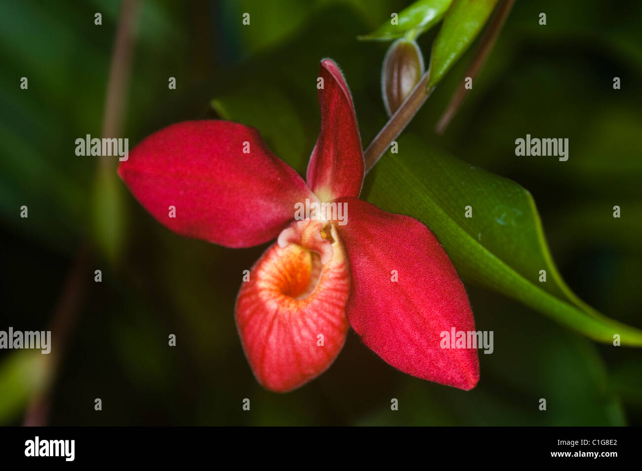 Phragmipedium La Hougette Red Orchid Stock Photo