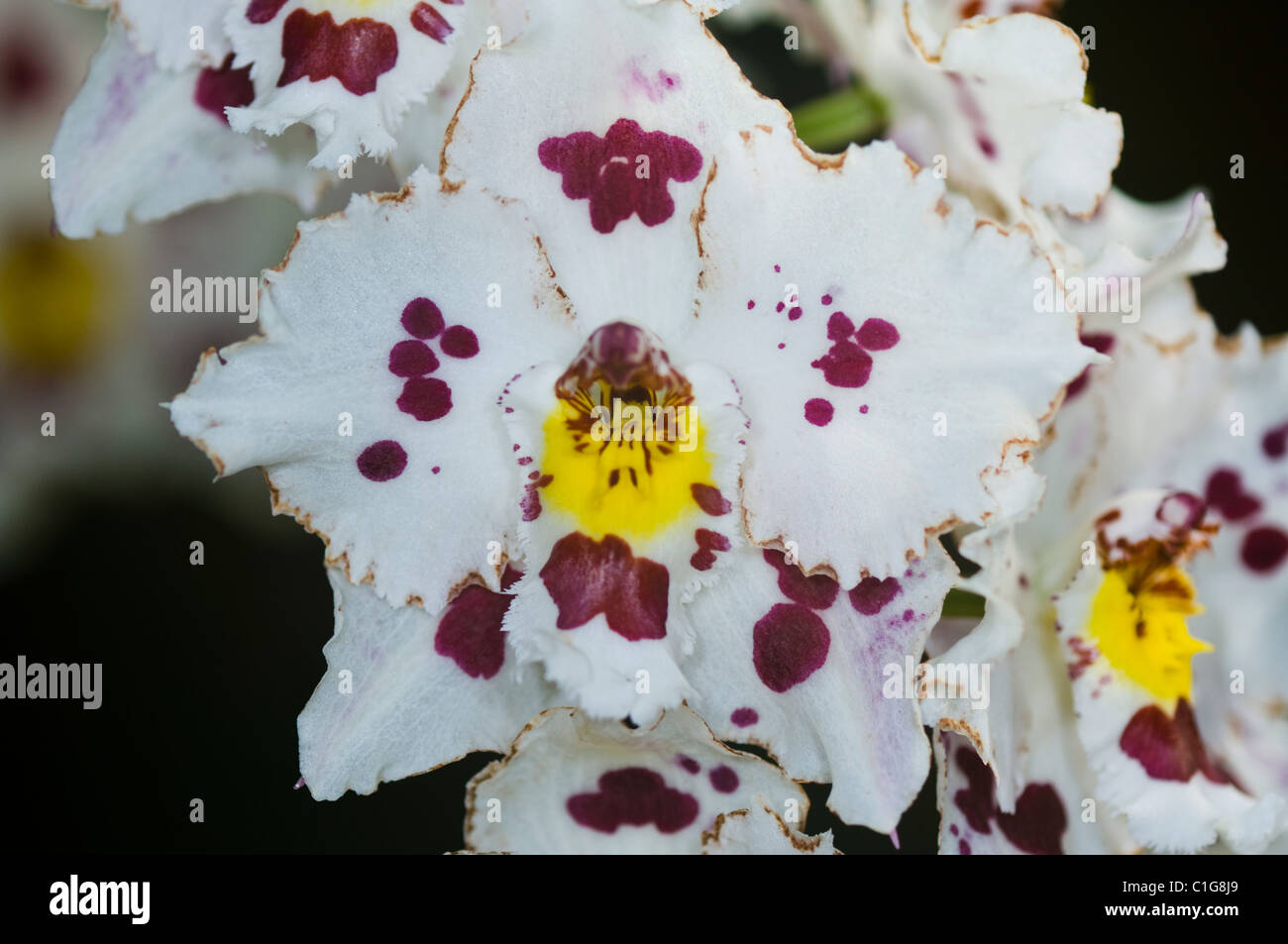 Odontioda Trodais Orchid Stock Photo