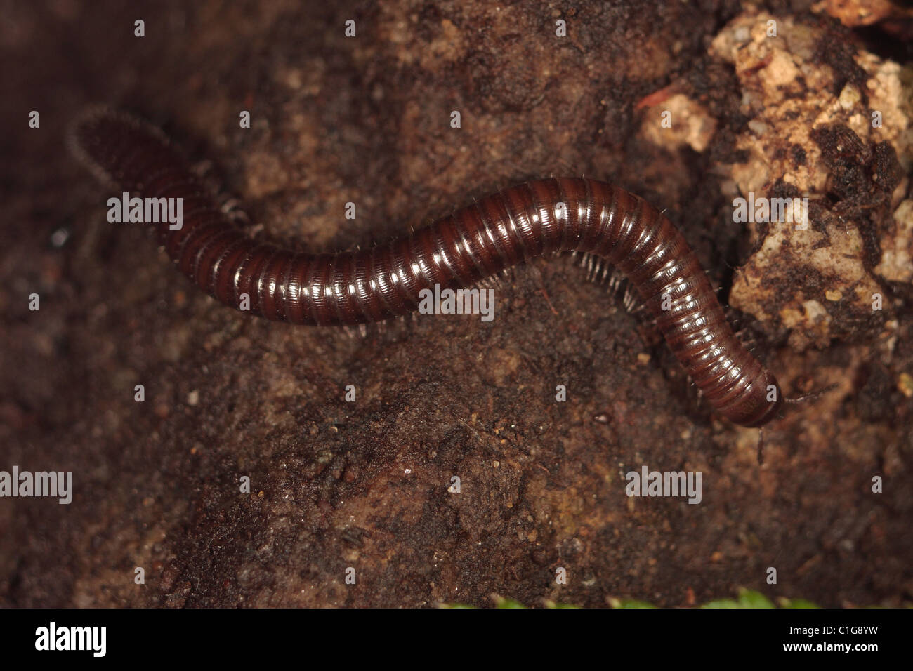 Black Snake Millipede Stock Photo