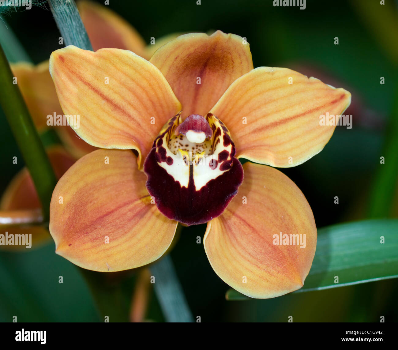 Cymbidium Mighty Remus Orchid Stock Photo