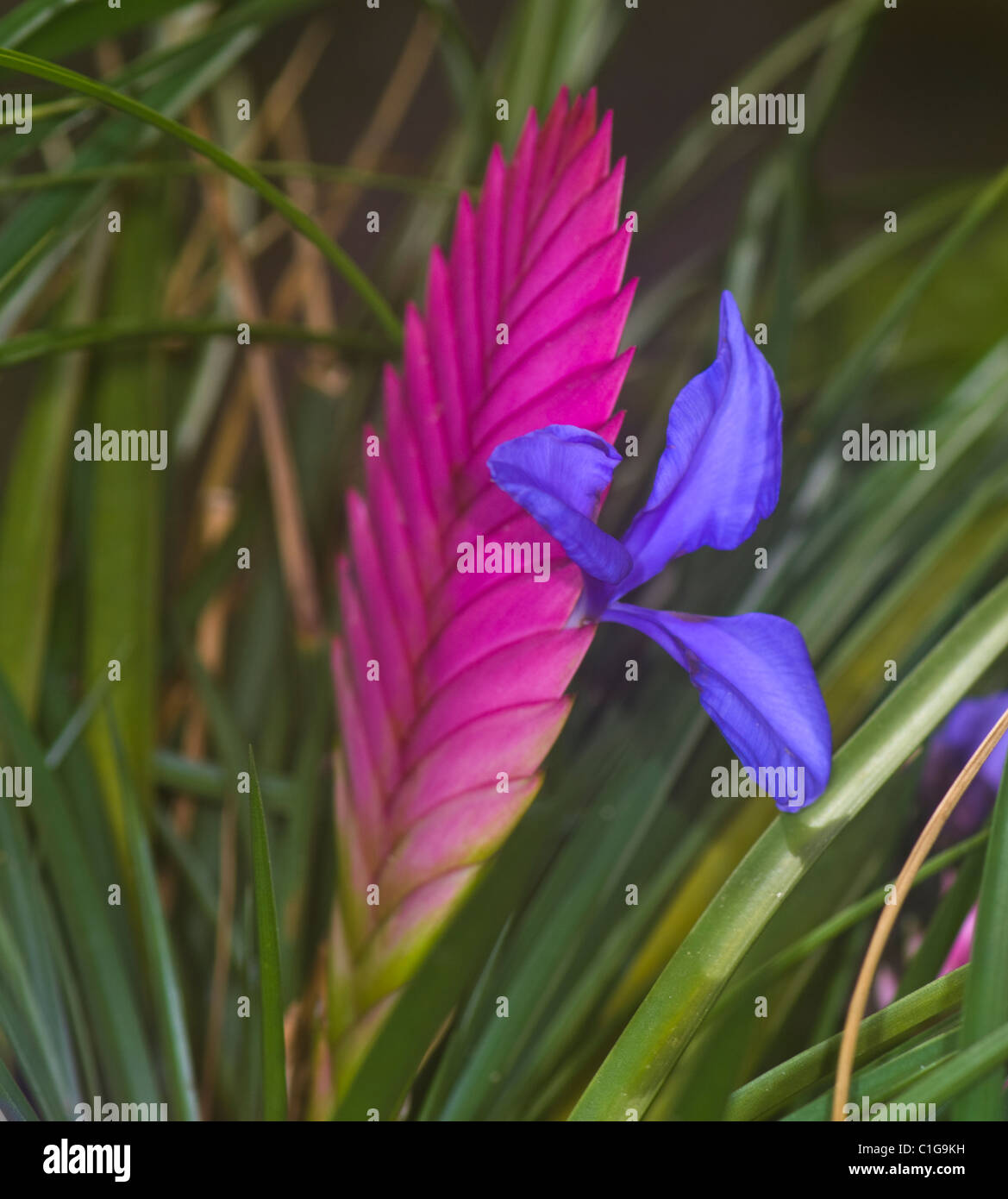 Pink Quill Bromeliad (Tillandsia cyanea ), Ecuador Stock Photo