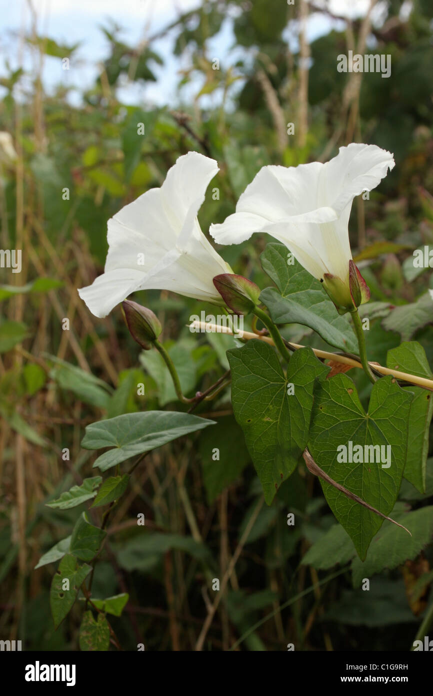 Bindweed hedge hi-res stock photography and images - Alamy