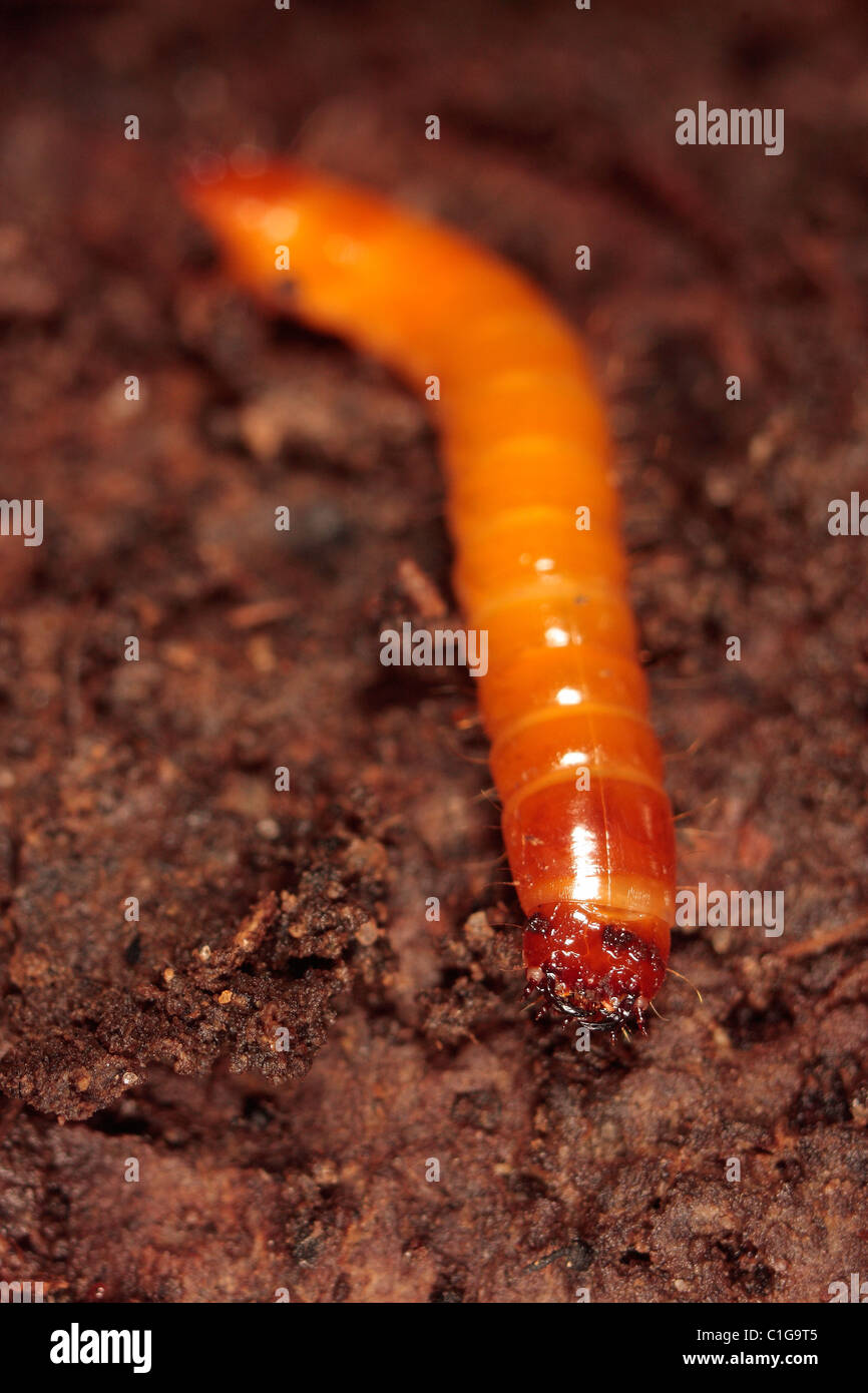 Segmented body hi-res stock photography and images - Alamy