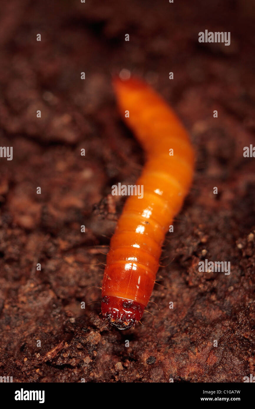 Mealworm hires stock photography and images Alamy