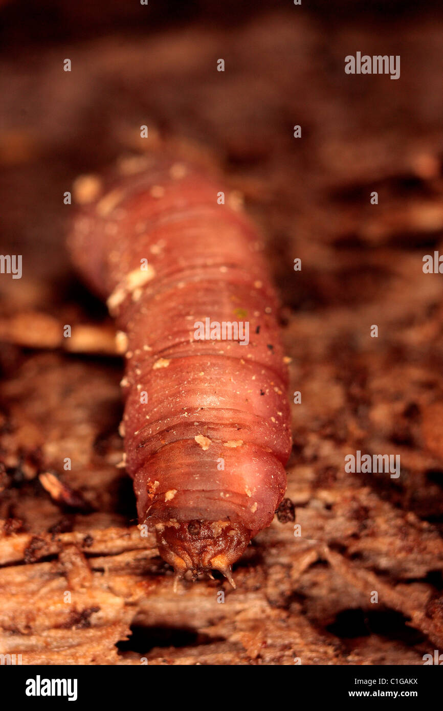 Boring beetle larvae hires stock photography and images Alamy