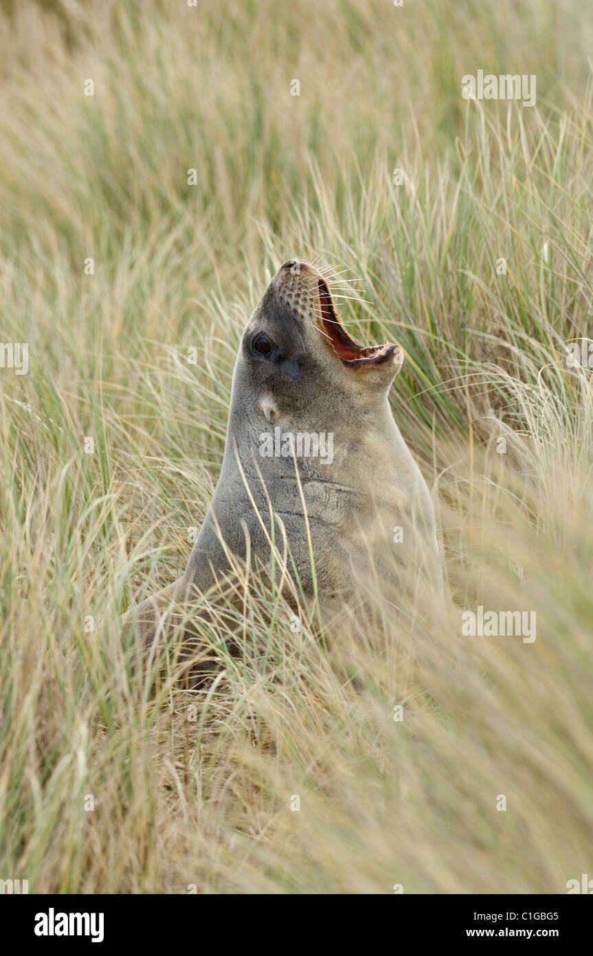 Hooker's or New Zealand sea lion (Phocarctos hookeri) Victory Beach, Otago, New Zealand. Female in sand dunes Stock Photo